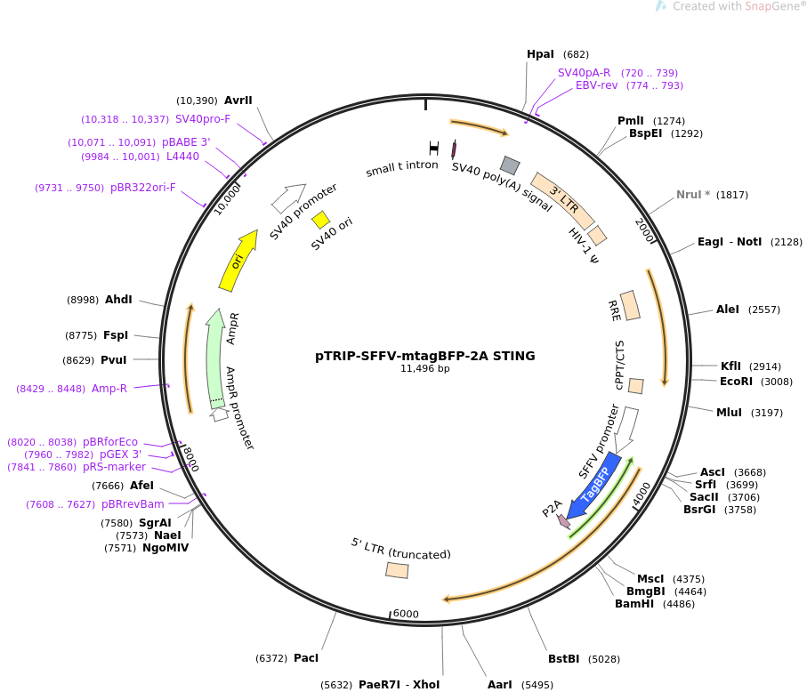 pTRIP-SFFV-mtagBFP-2A STING质粒图谱